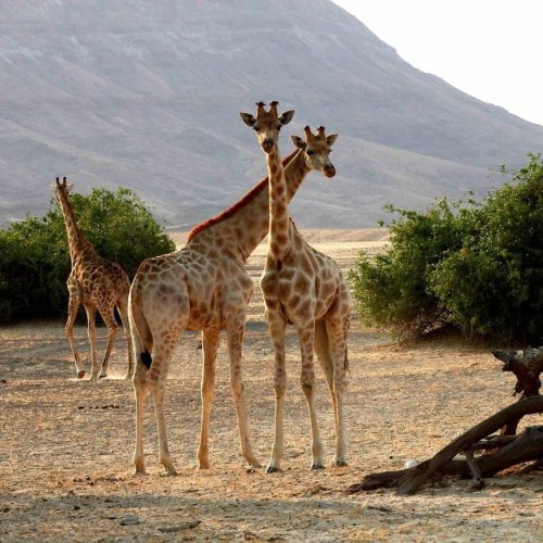 Safari 4x4 Namibie - Découverte et Action solidaire - Bretz’Elles des Sables