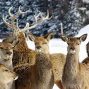 Animaux au Canada