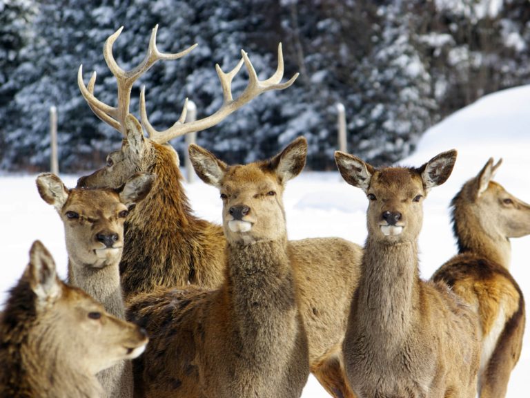 Animaux au Canada