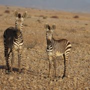 Zèbre pris en photo lors du raid 4x4 Afrique