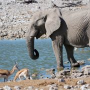 Éléphant qui boit de l'eau avec d'autres animaux