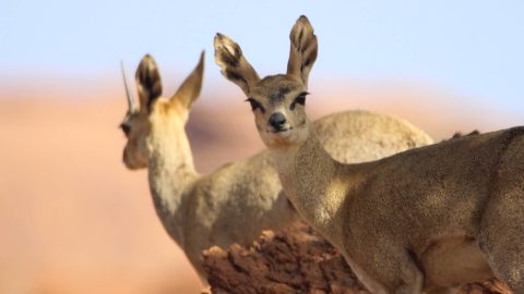 Animaux pris en photo lors du raid 4x4 Afrique