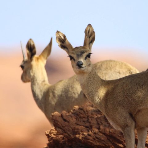 Animaux pris en photo lors du raid 4x4 Afrique