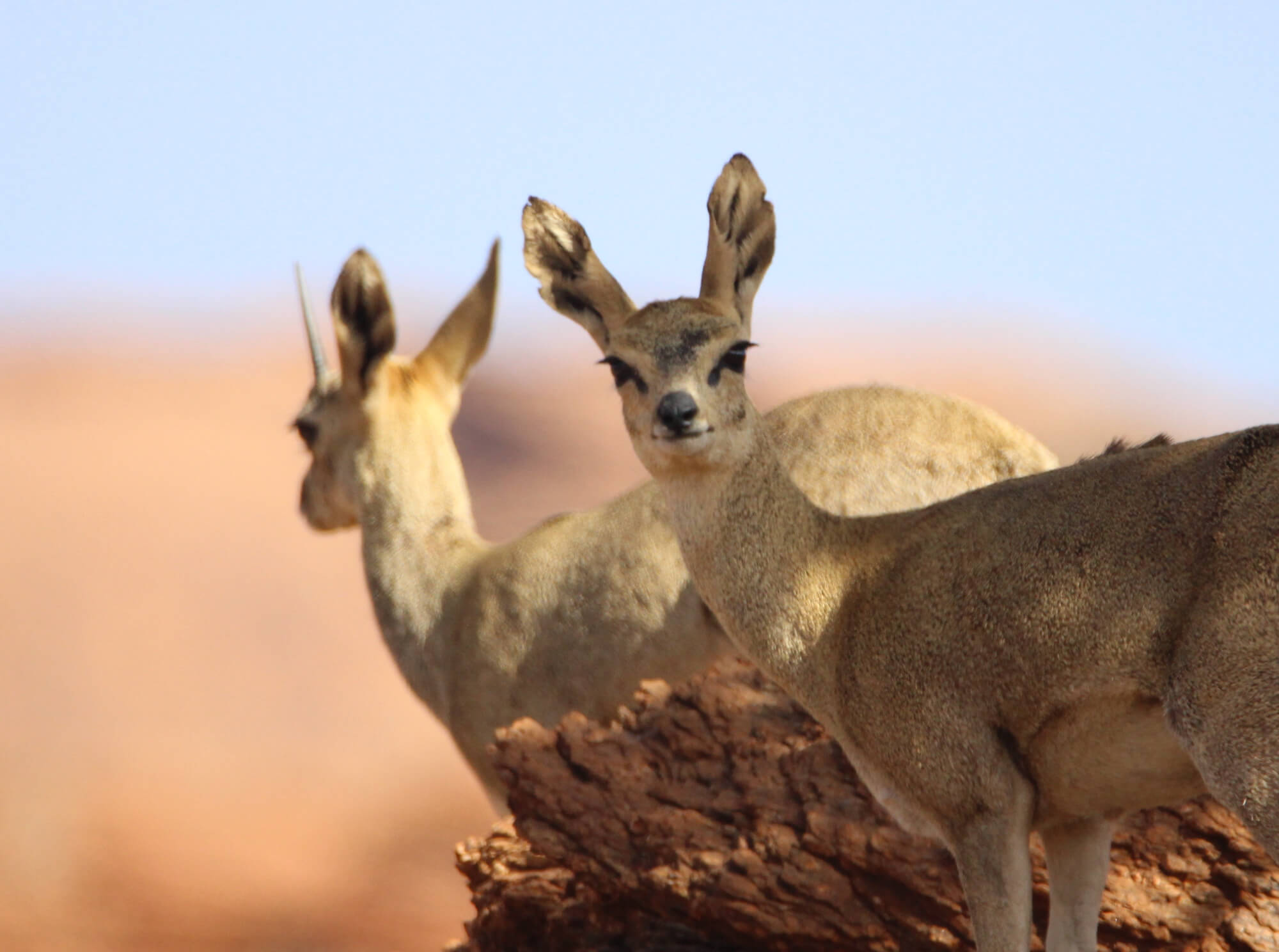 Animaux pris en photo lors du raid 4x4 Afrique