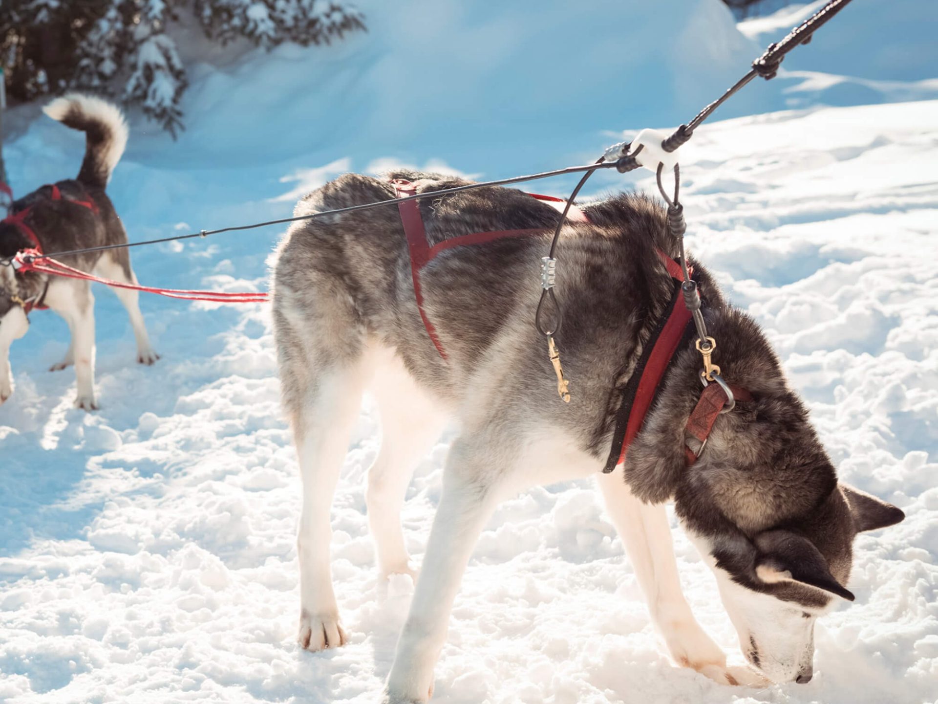 Chiens pris en photo lors du raid en Motoneige Canada