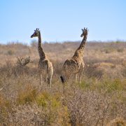 Girafes pris en photo lors du raid 4x4 Afrique