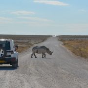 Petit rhinocéros qui traverse la route en Afrique Australe