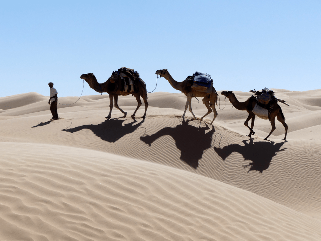 Un homme qui marche avec 3 chameau derrière lui