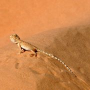 Lézard des sables pris en photo en Tunisie lors d'un raid