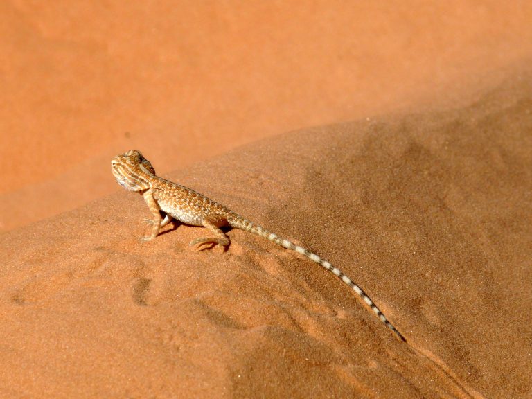 Lézard des sables pris en photo en Tunisie lors d'un raid