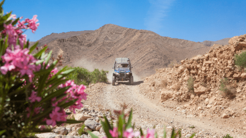 Photo des fleurs roses avec un flou d'arrière plan d'un 4x4 au Maroc