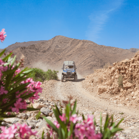 Photo des fleurs roses avec un flou d'arrière plan d'un 4x4 au Maroc