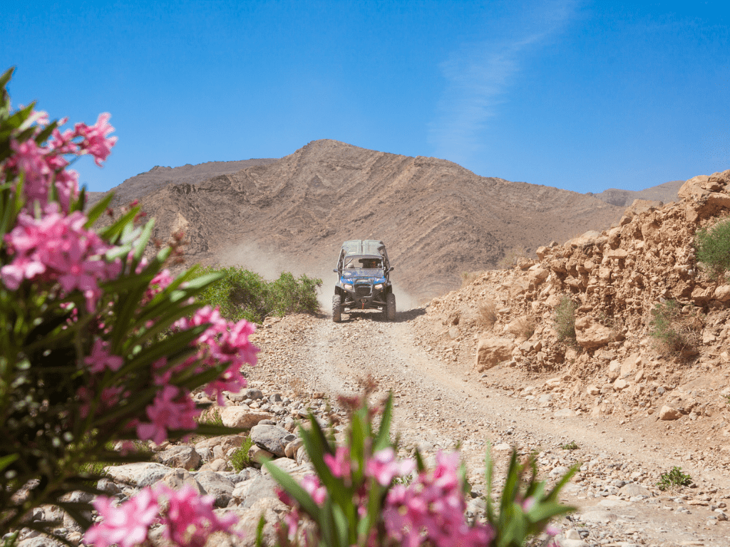 Photo des fleurs roses avec un flou d'arrière plan d'un 4x4 au Maroc