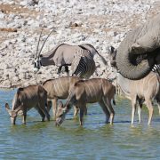 Animaux qui boit de l'eau en Afrique Australe