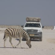 Zèbre qui marche devant un véhicule de raid 4x4 Safari en Afrique Australe