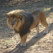Photo d'un lion pendant le raid 4x4 Safari en Afrique Australe