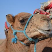 Chameau pris en photo lors raid 4x4 Tunisie 2017