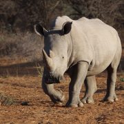 Rhinocéros en Afrique Australe