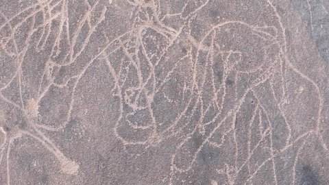 art rupestre photographié lors d'un raid en Algérie