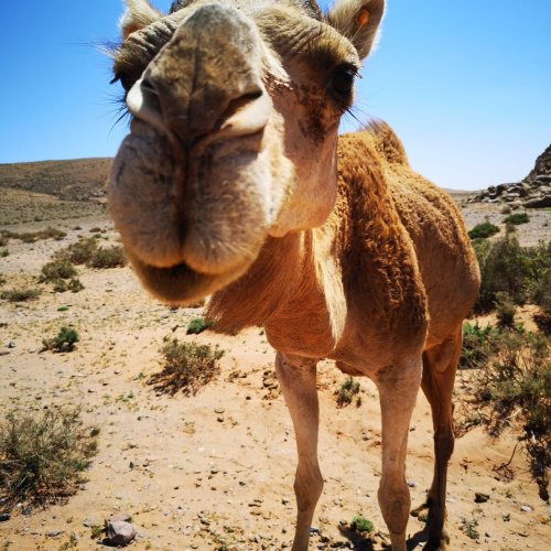 Raid 4x4 Cool-Dunes en Tunisie 2026